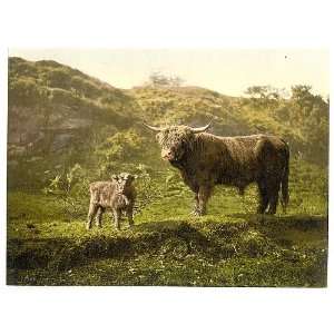  Father,son (highland cattle),England,1890s: Home & Kitchen