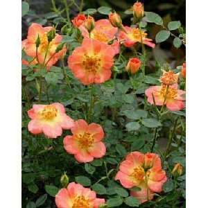  OSO EASY Paprika Rose   VERY HARDY /DISEASE RESISTANT 