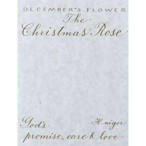  Decembers Flower, Christmas Rose   Poster by Constance 