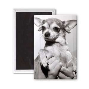 Four year old Chihuahua dog Miss Dixie   3x2 inch Fridge Magnet 