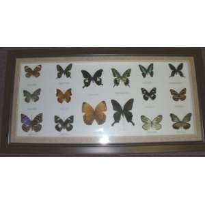  16 Real Glass Framed Butterflies 