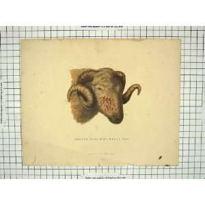  Colour Print Sheeps Head Small Pox Disease