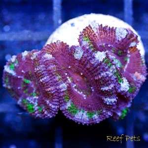 Reef Pets* Ultra Australian Acanthastrea Acan Lord *Live Coral 