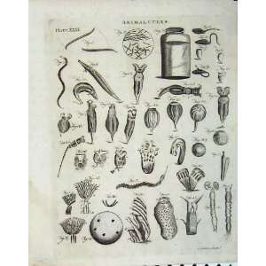  Encyclopaedia Britannica 1801 Animalcules Nature Eel