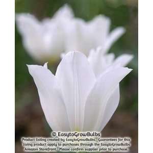  Tulips White Triumphator   10 large bulbs   12+ cm Patio 