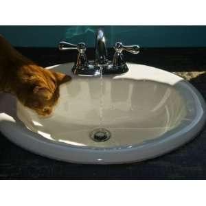  Orange Tabby Cat Watching Water Flow into a Bathroom Sink 