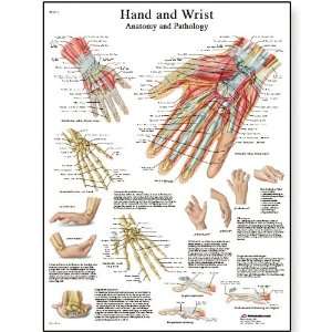 3B Scientific VR1171UU Glossy Paper Hand and Wrist Chart   Anatomy and 