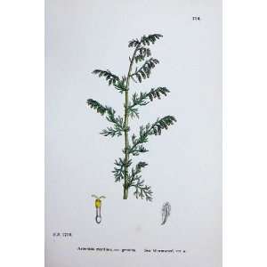    Sowerby Plants C1902 Sea Wormwood Artemisia Genuina