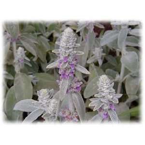  100 Wolly LAMBS EAR Byzantina Flower Seeds Patio, Lawn 