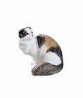 scottish fold cat  