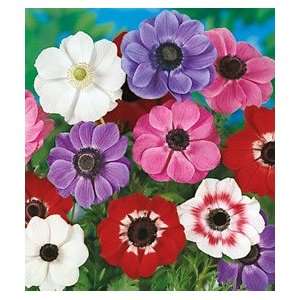  10 Anemone   De Caen   Mixed bulbs Patio, Lawn & Garden