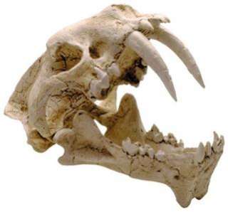Hoplophoneus Saber Tooth Ancestor Skull Fossil Replica  