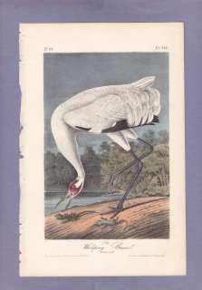   Audubon Birds Of America Print 1st Ed 1840: WHOOPING CRANE (Male) 313
