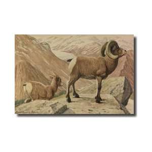  Adult And A Juvenile Rocky Mountain Bighorn Sheep Giclee 