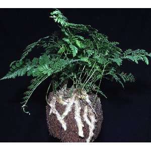  Fern   Humata tyermanii White Rabbits Foot