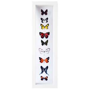   : Nine Framed Butterflies and Moths in White Display: Everything Else