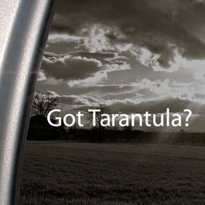  Got Tarantula? Decal Spider Pet Animal Car Sticker 
