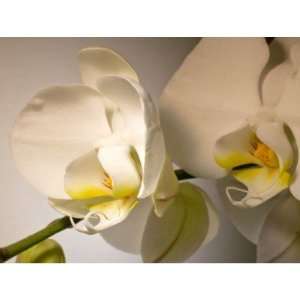    White Orchid Custom Event And Wedding Postage