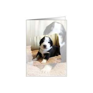  Greater Swiss Mountain Dog Puppy Note Card Health 