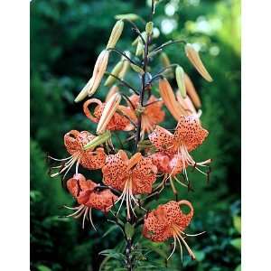  Orange Tiger Lily 2 Bulbs   Heirloom  Spectacular/Hardy 