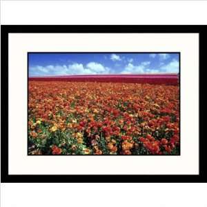  Flower Fields Carlsbad, Califronia Framed Photograph 
