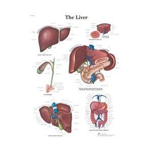 The Liver   Anatomical Chart  Industrial & Scientific
