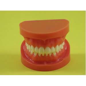  Dental Model Anatomy Typodont Orthodontic Teeth Normal 