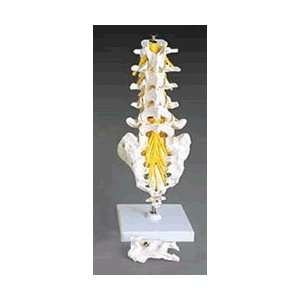  Flexible Lumbar Vertebral Column Industrial & Scientific