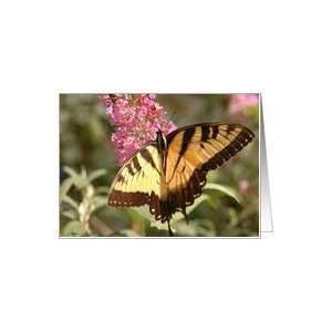  Sympathy Black and Yellow Butterfly Card Health 