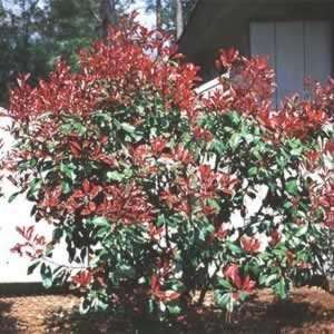  Red Tip   #1 container Patio, Lawn & Garden