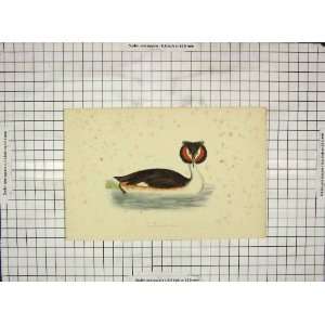  1903 Hand Coloured Print Bird Great Crested Grebe