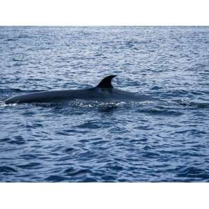  Brydes Whale, Female Arching Back, Puerto Vallarta Premium 