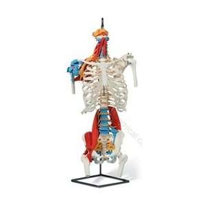Premium Muscled Skeleton Torso Model (Made in USA):  