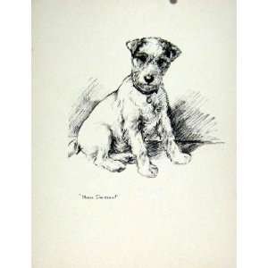  Sketch Drawing Fine Art Dog Hound Pet Animal Old C1936 