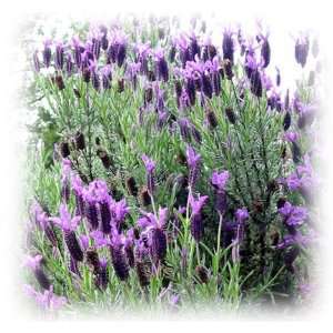  Lavender Pure Indian Attar Oil 