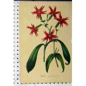  Silene Speciosa C1845 Botanical Colour Flower Print