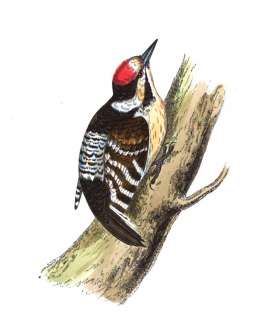   ORNITHOLOGY color Morris antique print BIRD identification history 3