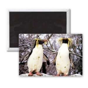Rockhopper penguins   3x2 inch Fridge Magnet   large magnetic button 