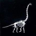   Skeleton fossil ~PATCH~ Apatosaurus Dinosaur bones long neck punk