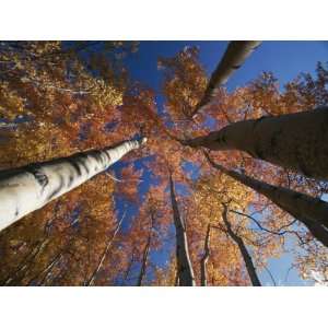  Fall Aspen Trees Reach for the Sky in Wrangell Saint Elias 