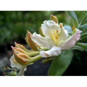  Native Azalea Emma Sansom (Rhododendron HST X A) Patio 