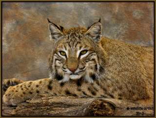   NEW Mount Fur Hunting Cabin Lynx Fox Coyote by Wildlife Artist  