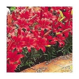  Red Carpet Border Lily