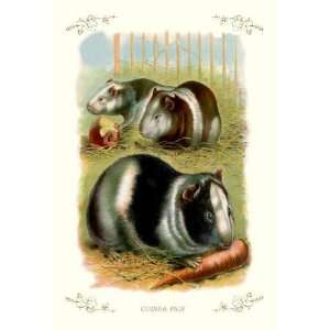  Exclusive By Buyenlarge Guinea Pigs 20x30 poster