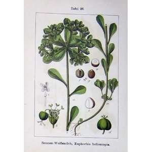   Sturms 1902 Euphorbia Helioscopia Rhamnus Plant