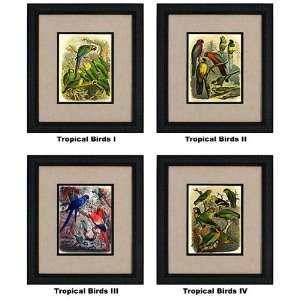  International Arts Tropical Birds I IV Framed Artwork 