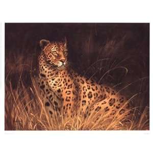   African Cat Finest LAMINATED Print Kilian 17x13