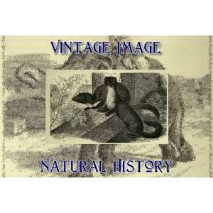   Card Vintage Natural History Image Beech Marten