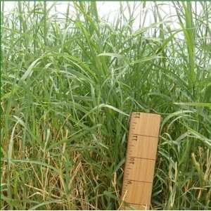  Davids Pasture Grass Bermudagrass NK 37 (Giant) (Cynodon 