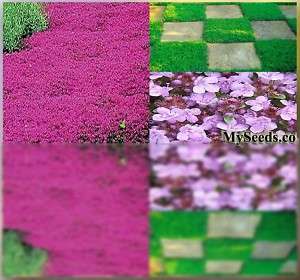 1000 CREEPING THYME Herb Seeds Perennial 4 Ground Cover  